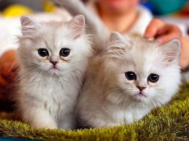 Породы кошек в Тихорецке | ЗооТом портал о животных