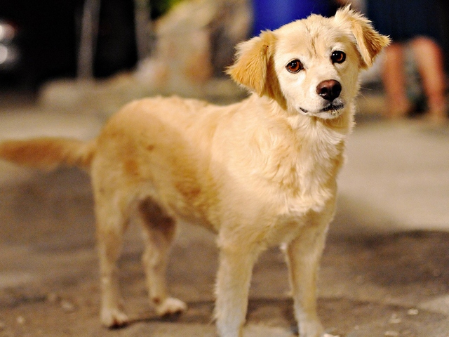 Породы собак в Тихорецке | ЗооТом портал о животных