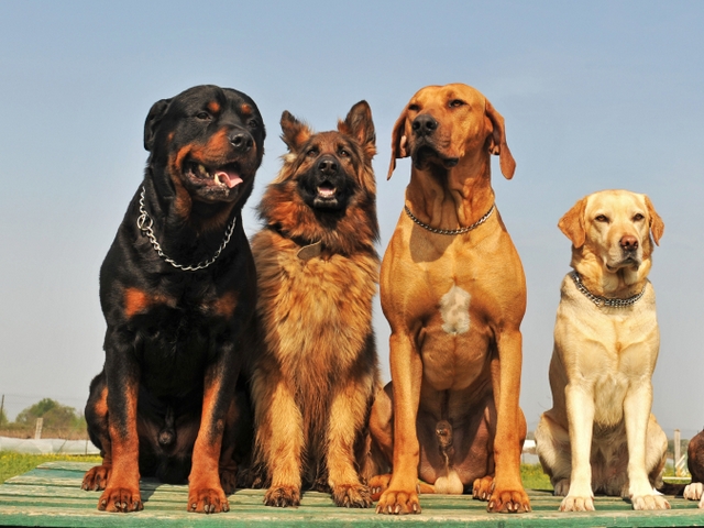 Крупные породы собак в Тихорецке | ЗооТом портал о животных