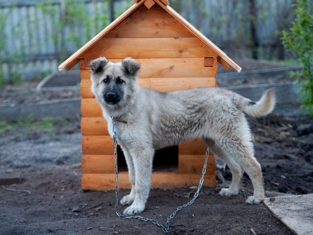 Все о собаках в Тихорецке Все о собаках в Тихорецке